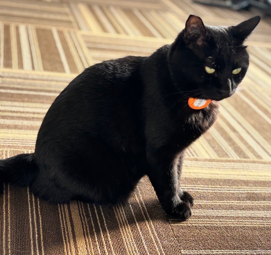 保護猫スタッフ タスケ