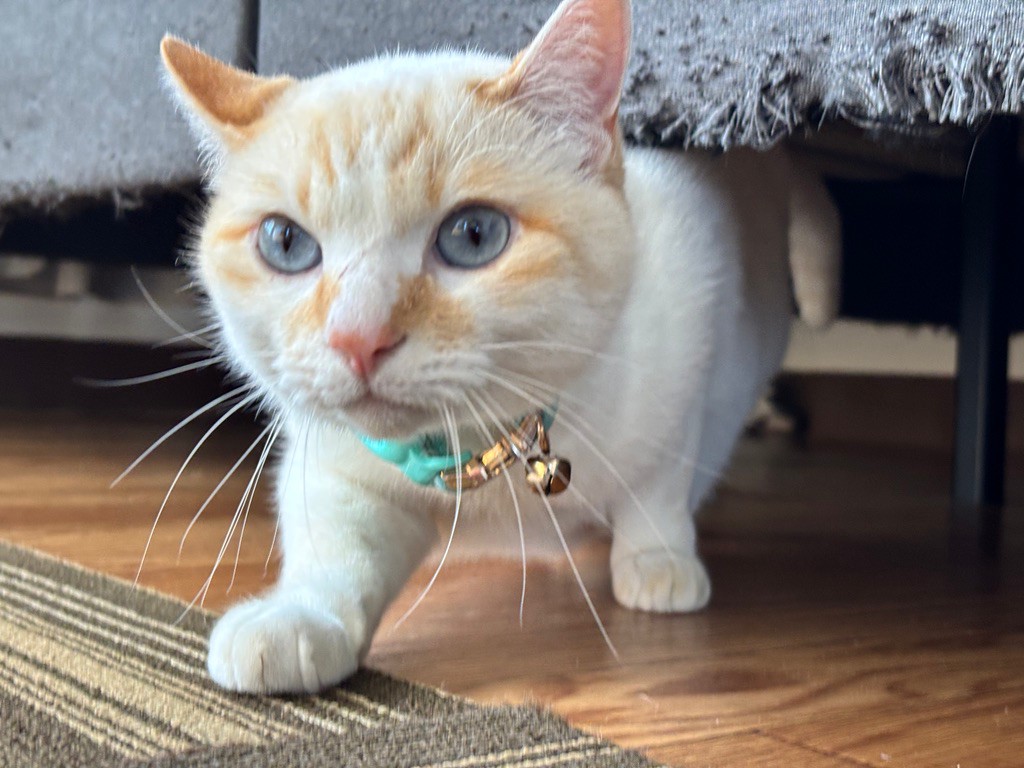 保護猫スタッフ ユキ